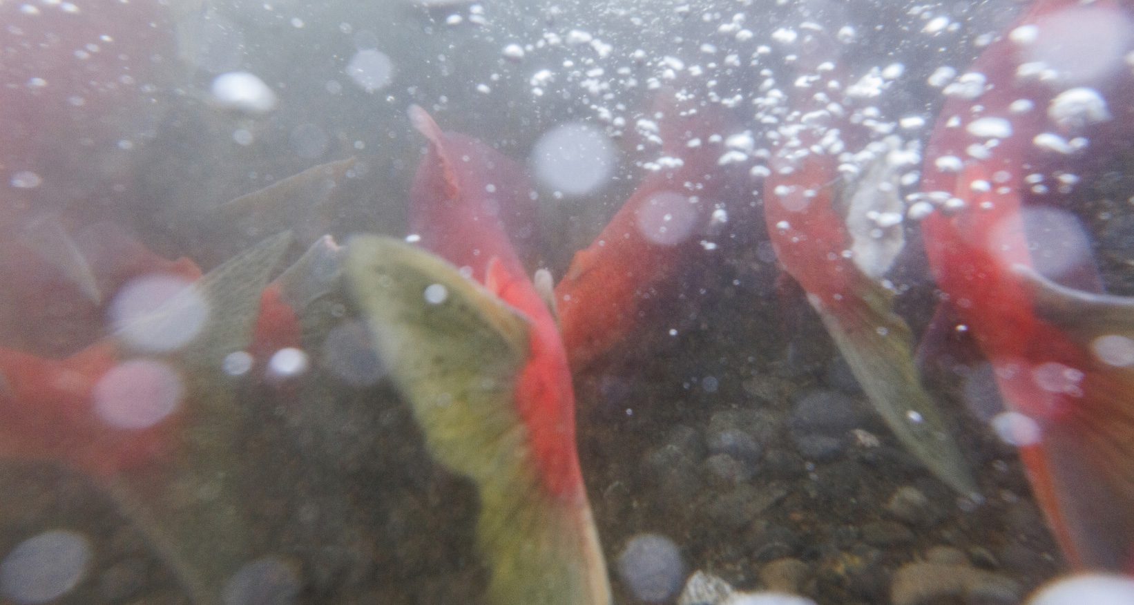 Salmon