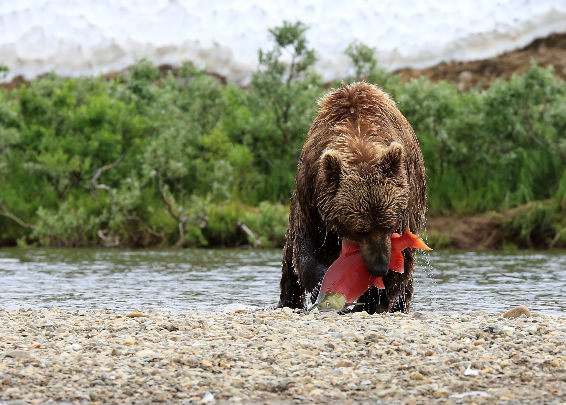 A bear eating salmon in Bristol Bay
